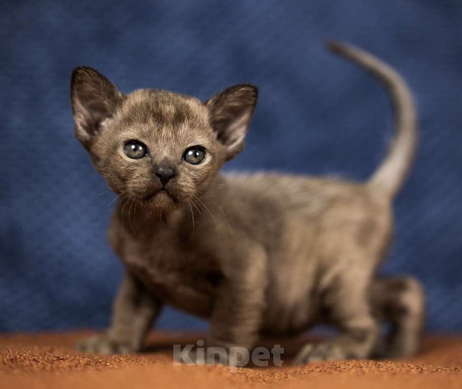 Кошки в Москве: Бурманский мальчик Мальчик, 130 000 руб. - фото 3