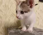Кошки в других городах Московской области: Малышка ищет дом 💔 Девочка, Бесплатно - фото 3