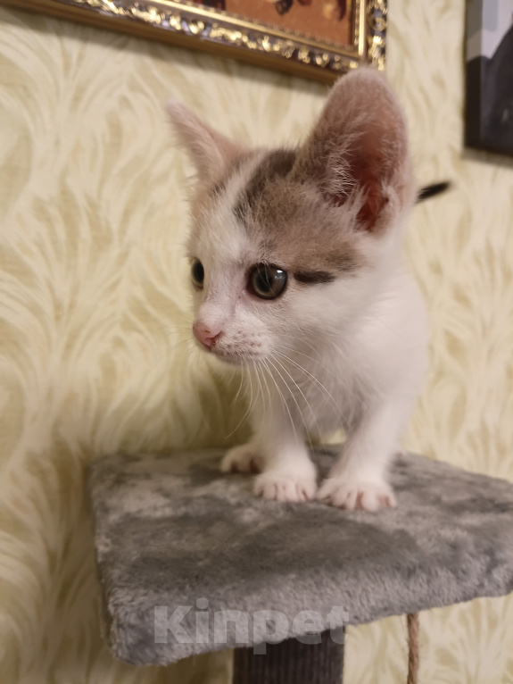 Кошки в других городах Московской области: Малышка ищет дом 💔 Девочка, Бесплатно - фото 3