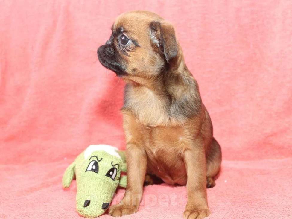 Собаки в Санкт-Петербурге: Маленькая прелесть Девочка, 80 000 руб. - фото 5