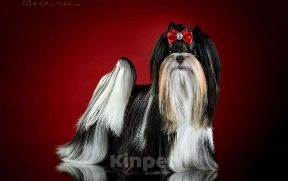 Собаки в Москве: Девочка Бивер Девочка, 165 000 руб. - фото 3