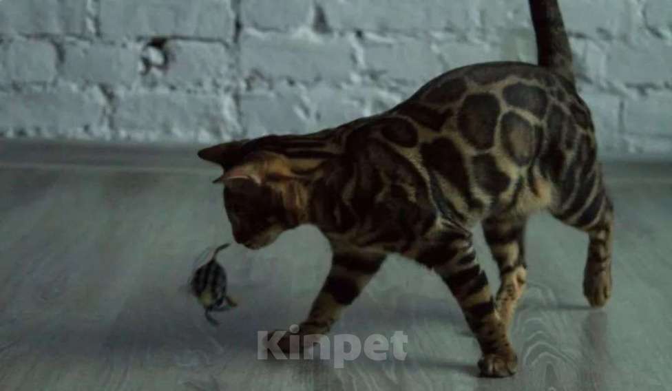 Кошки в Санкт-Петербурге: Бенгальский котенок, с документами Девочка, 30 000 руб. - фото 8