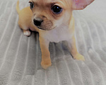 Собаки в Москве: Щенки чихуахуа Мальчик, 40 000 руб. - фото 2