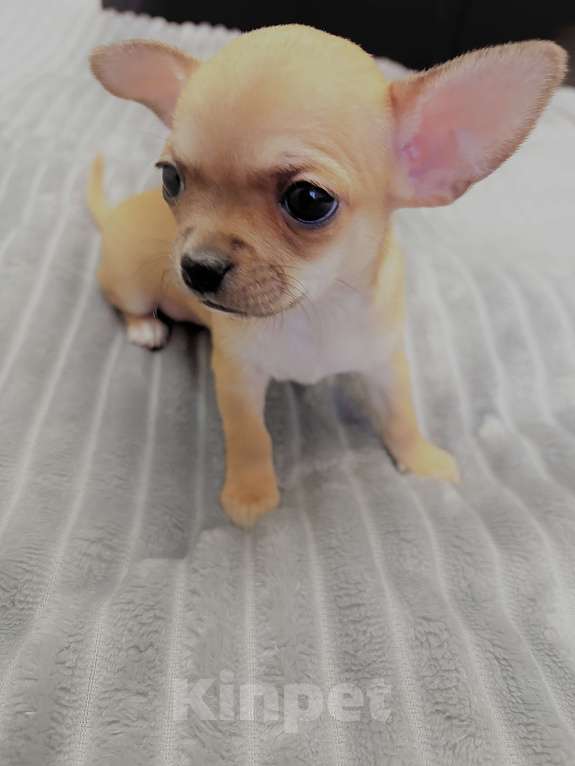 Собаки в Москве: Щенки чихуахуа Мальчик, 40 000 руб. - фото 2