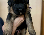 Собаки в Талдоме: Щенок немецкой овчарки длинношерстной  Мальчик, 15 000 руб. - фото 4