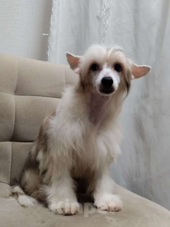 Собаки в Санкт-Петербурге: Пуховые мальчики китайской хохлатой собаки Мальчик, 25 000 руб. - фото 2