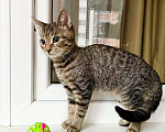 Кошки в Москве: Котенок Тося - полосатая девочка в добрые руки Девочка, Бесплатно - фото 3