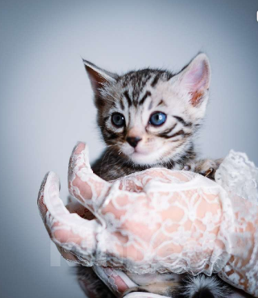 Кошки в Москве: Бенгальские котята Мальчик, Бесплатно - фото 7