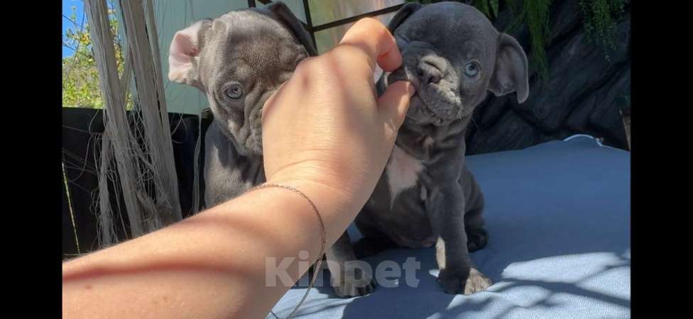 Собаки в Донецке: мальчик и девочка французский бульдог щенки лиловый Девочка, 70 000 руб. - фото 2