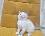 Кошки в Москве: Рэгдолл  ласковая девочка  Девочка, 35 000 руб. - фото 10