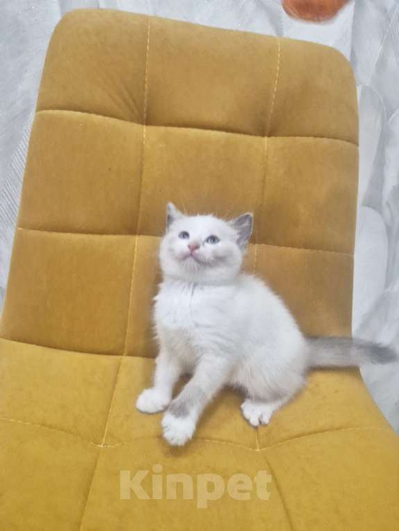 Кошки в Москве: Рэгдолл  ласковая девочка  Девочка, 35 000 руб. - фото 10