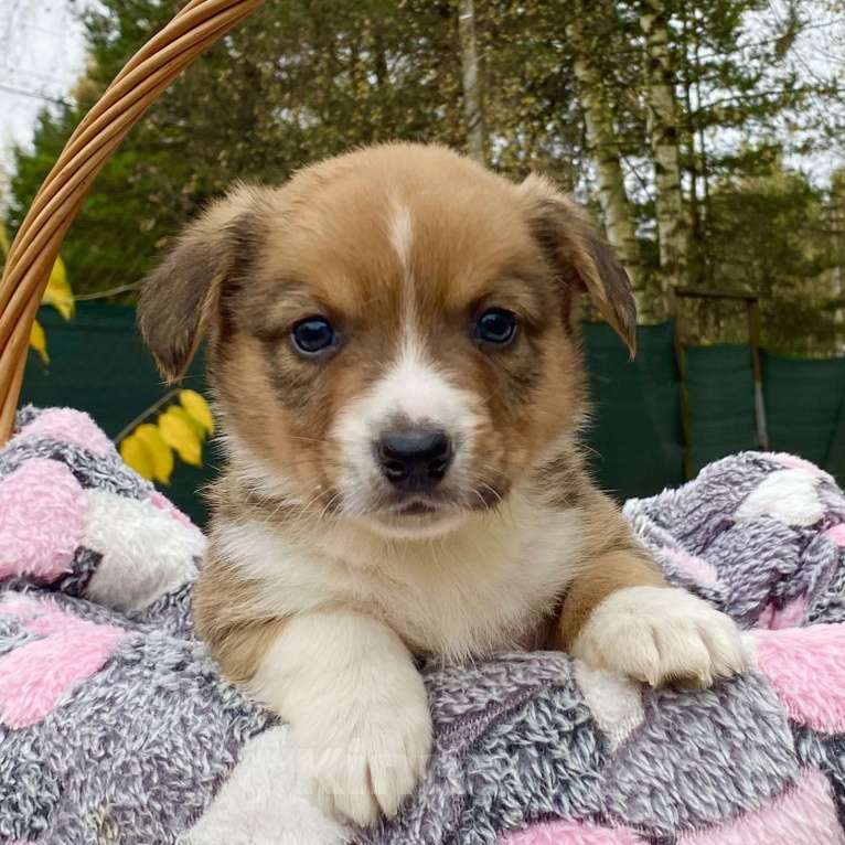 Собаки в Москве: Щенки вельш-корги кардиган Девочка, 40 000 руб. - фото 2