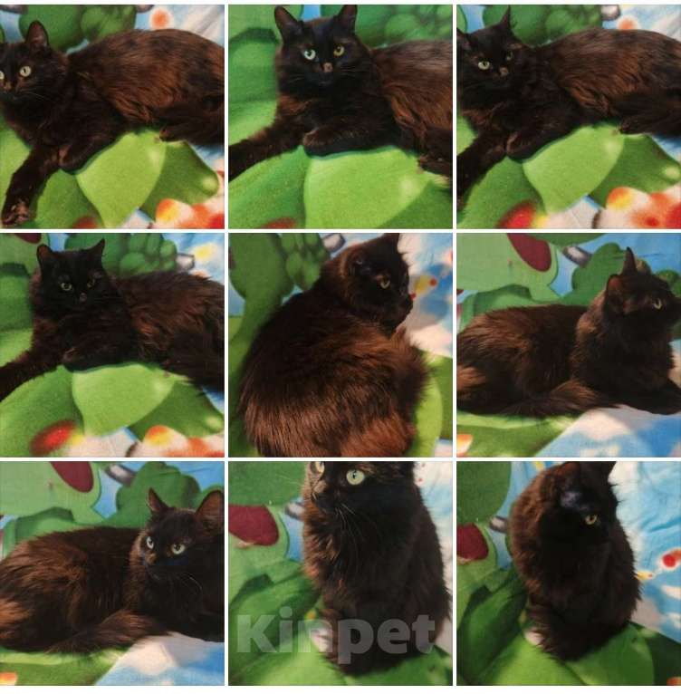 Кошки в Санкт-Петербурге: Пушинка Девочка, Бесплатно - фото 1