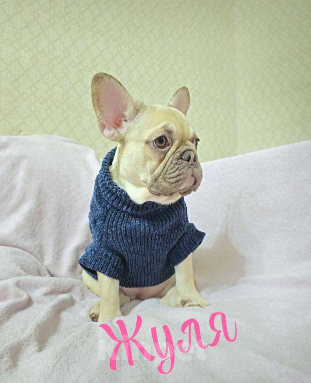 Собаки в Тюмени: Французский Бульдог щенки  Девочка, 45 000 руб. - фото 1
