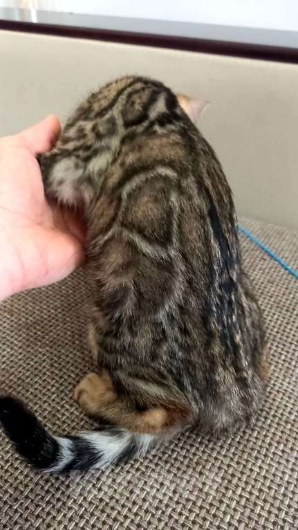 Кошки в Москве: Бенгальская девочка Девочка, 25 000 руб. - фото 3