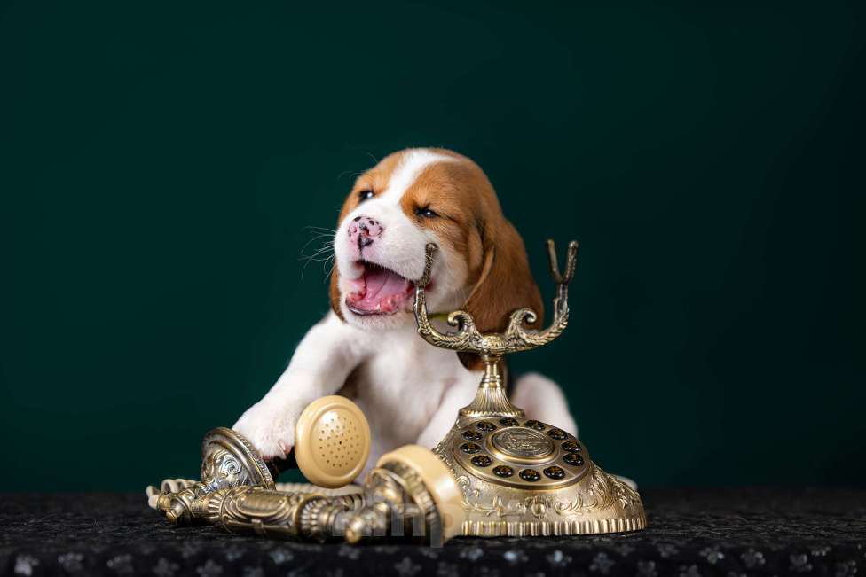 Собаки в Москве: Щенок Бигль, питомник РКФ Мальчик, 60 000 руб. - фото 6