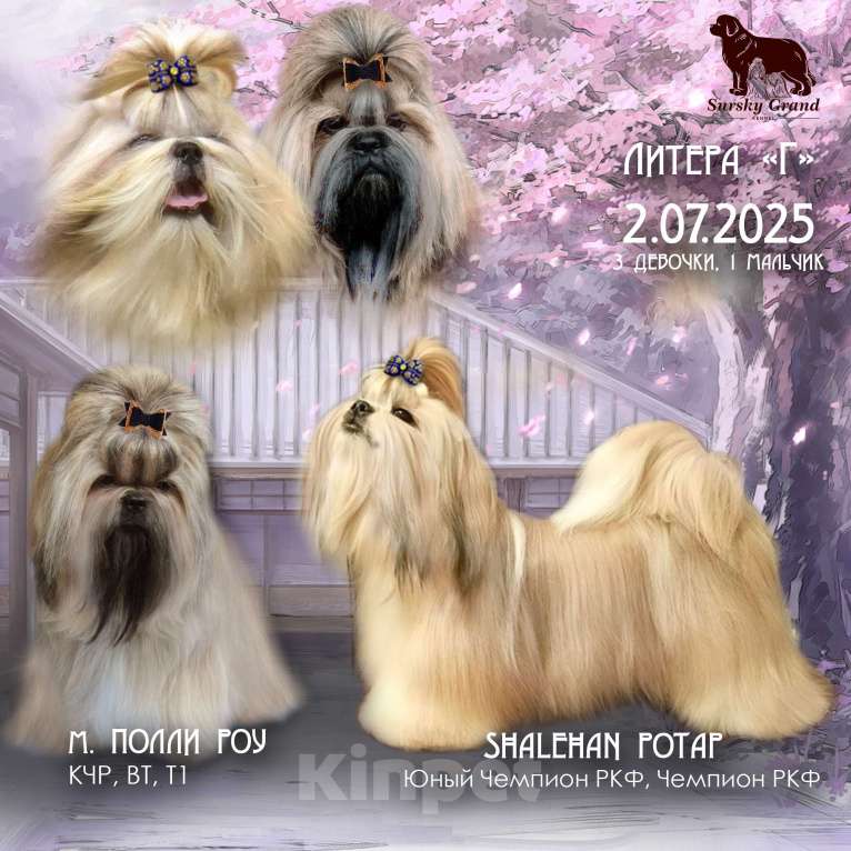 Собаки в Пензе: Щенок ши тцу Мальчик, Бесплатно - фото 2