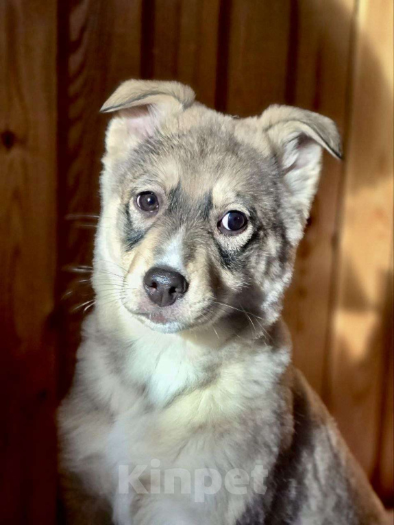 Собаки в Москве: Щенок Луна ищет дои Девочка, Бесплатно - фото 5