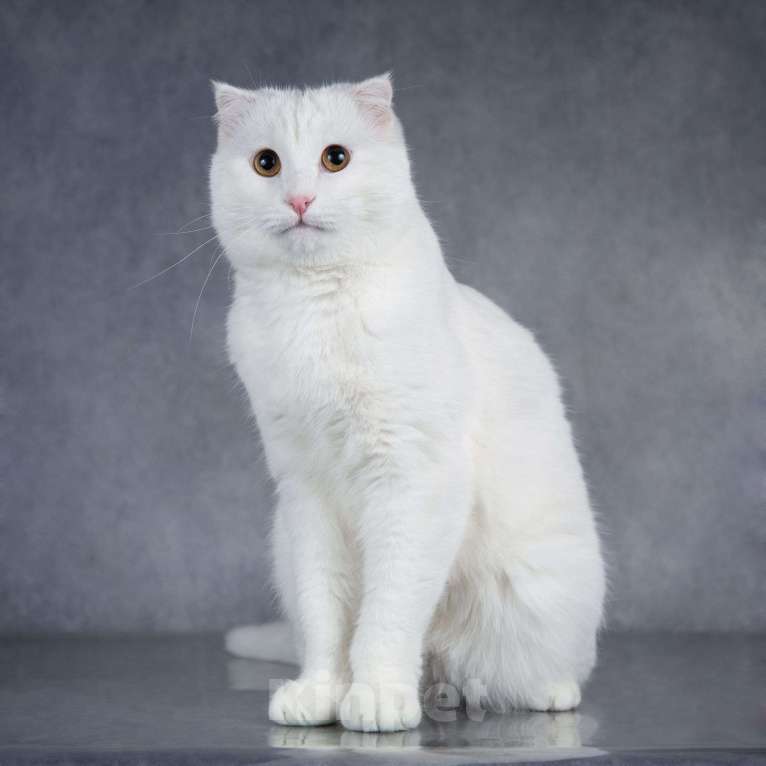 Кошки в Москве: Интеллигентный ласковый глухой котик Эклер Мальчик, Бесплатно - фото 2