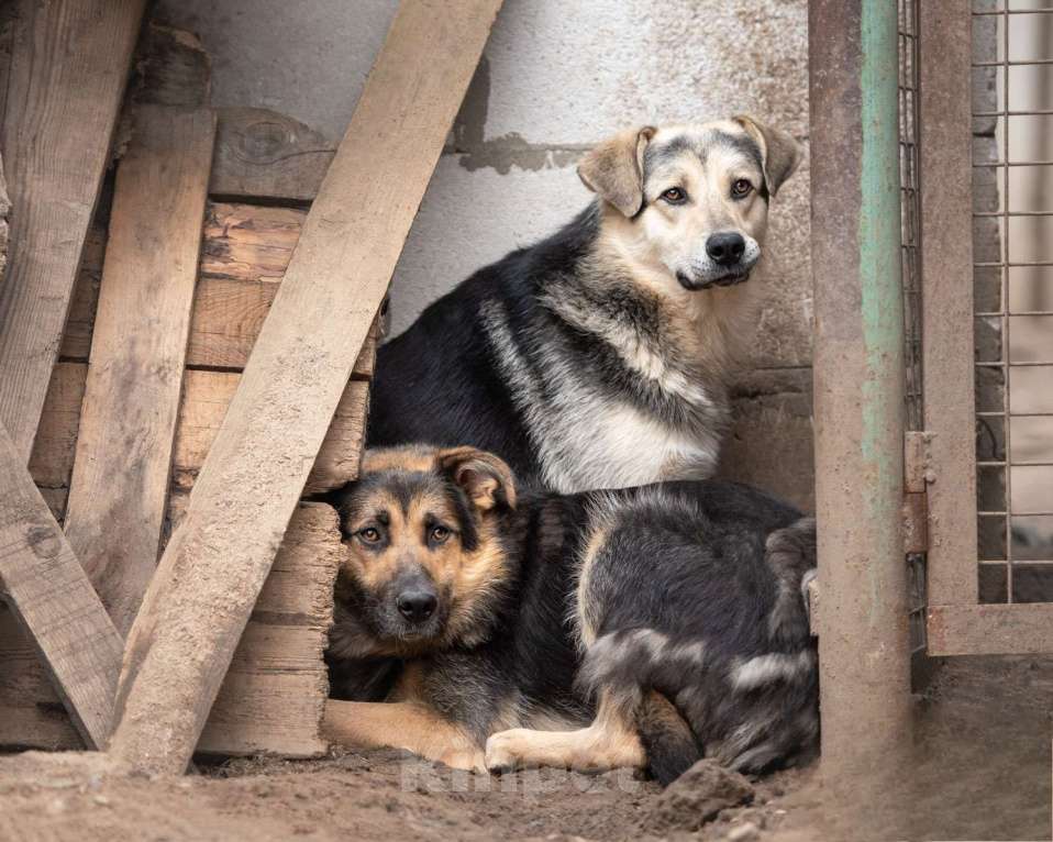 Собаки в Москве: Красавчик - красив не только внешне Мальчик, Бесплатно - фото 7