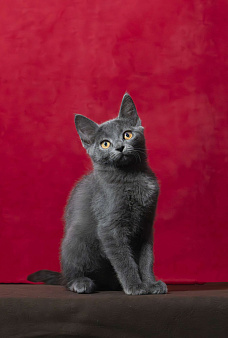 Серая желтоглазая кошечка