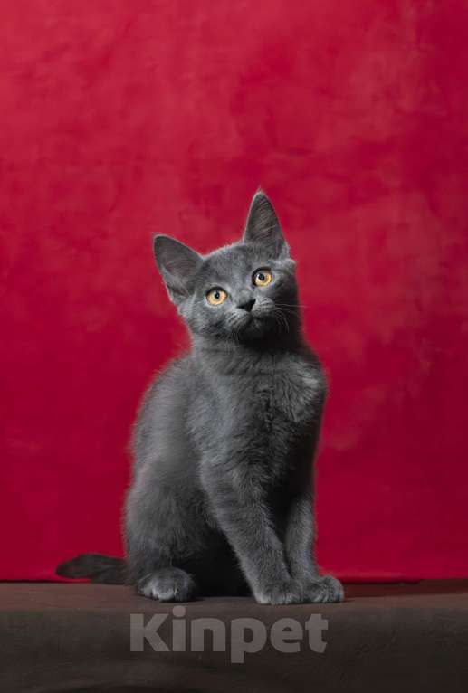 Кошки в Москве: Серая желтоглазая кошечка Девочка, 25 000 руб. - фото 1