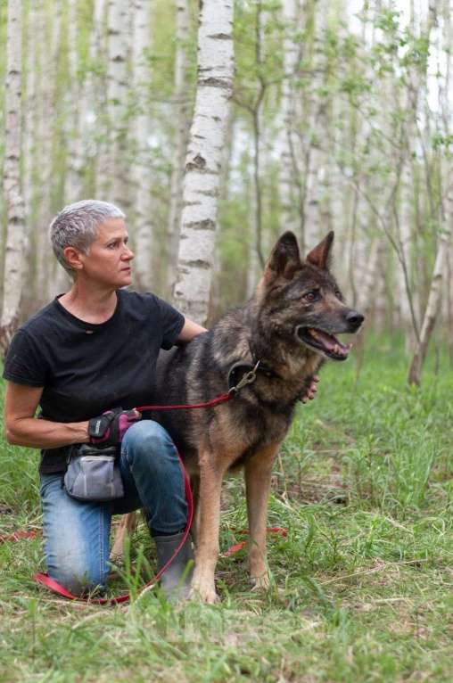 Собаки в Ногинске: Ищем дом Форесту Мальчик, Бесплатно - фото 7