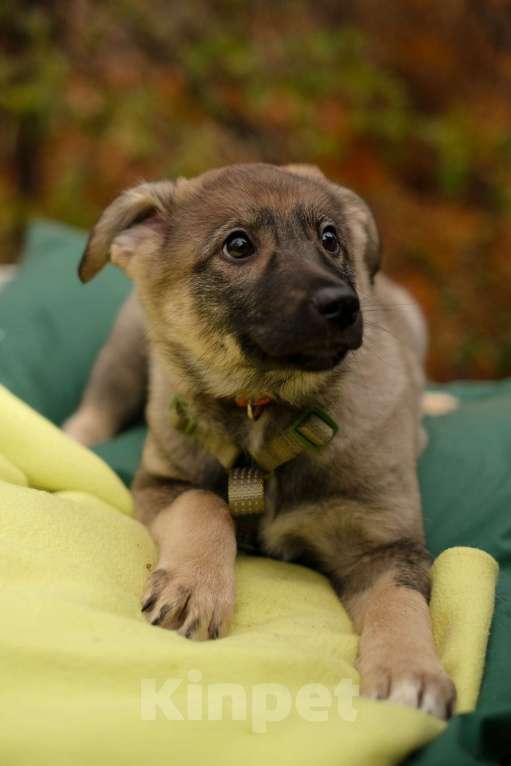 Собаки в Санкт-Петербурге: Девочка 1 Девочка, Бесплатно - фото 4