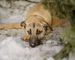 Собаки в Москве: Кремовая нежность Буч Мальчик, Бесплатно - фото 4