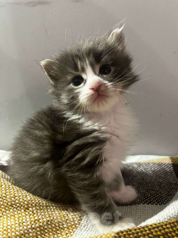 Кошки в Москве: Домашний котенок-мальчик , хорошим людям даром Мальчик, Бесплатно - фото 3