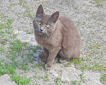 Кошки в Белгороде: Кошечка в добрые руки Девочка, Бесплатно - фото 1
