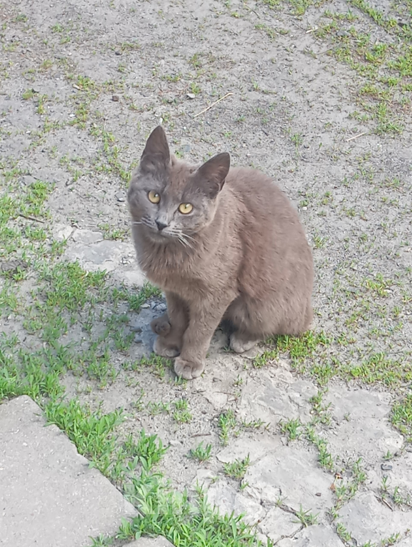 Кошки в Белгороде: Кошечка в добрые руки Девочка, Бесплатно - фото 1