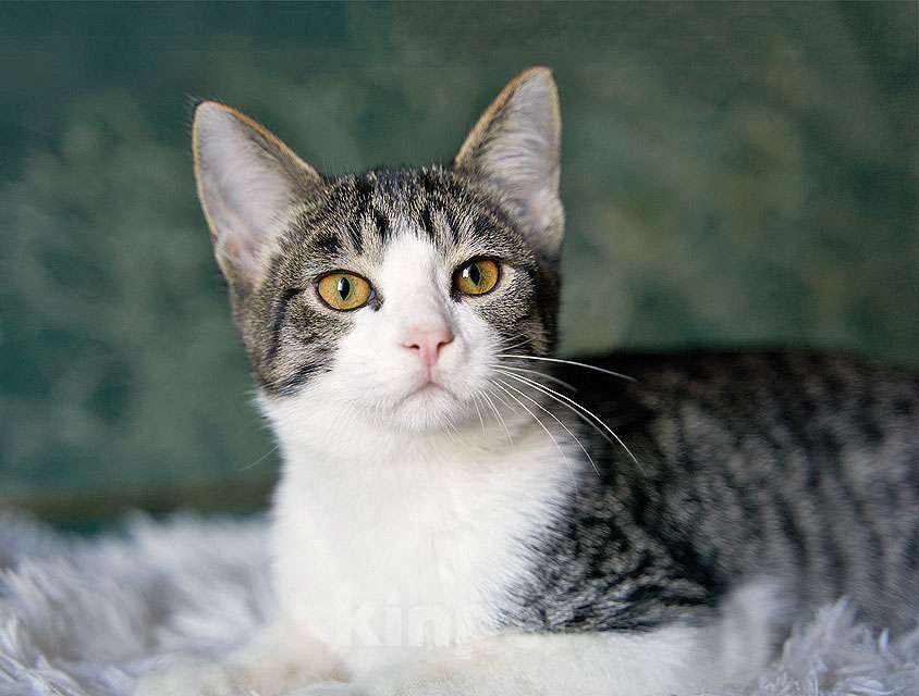 Кошки в Москве: Трогательный, нежный котенок-подросток Месси ищет дом Мальчик, Бесплатно - фото 6