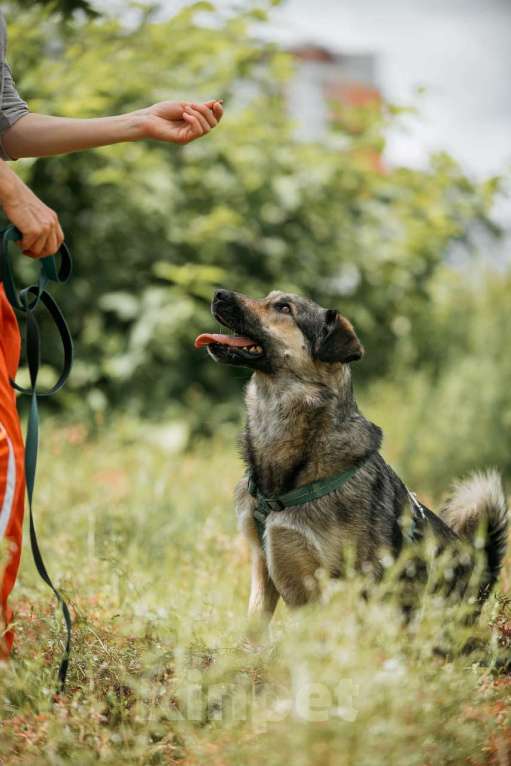 Собаки в Москве: Энергия Солнца и Нежность Шёлка! Девочка, Бесплатно - фото 8