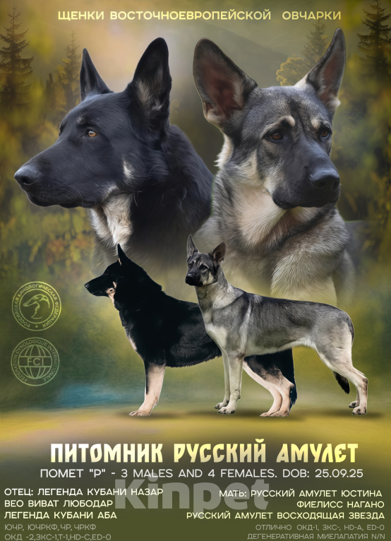Собаки в Москве: Щенки  ВЕО Мальчик, Бесплатно - фото 1