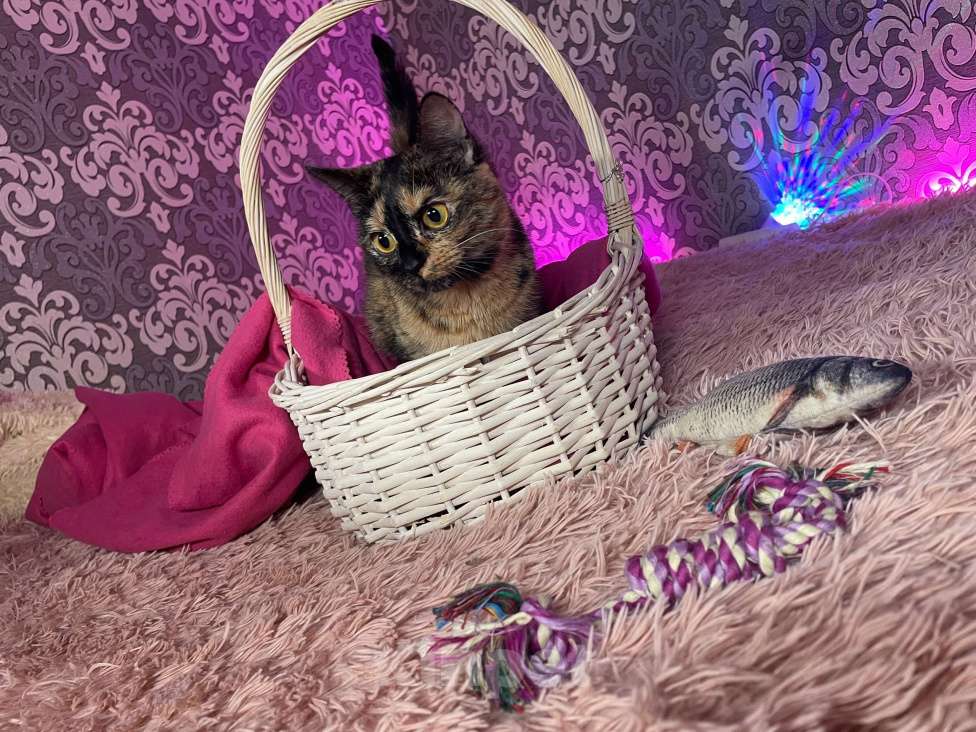 Кошки в Москве: Кошечка Сальма Девочка, Бесплатно - фото 4