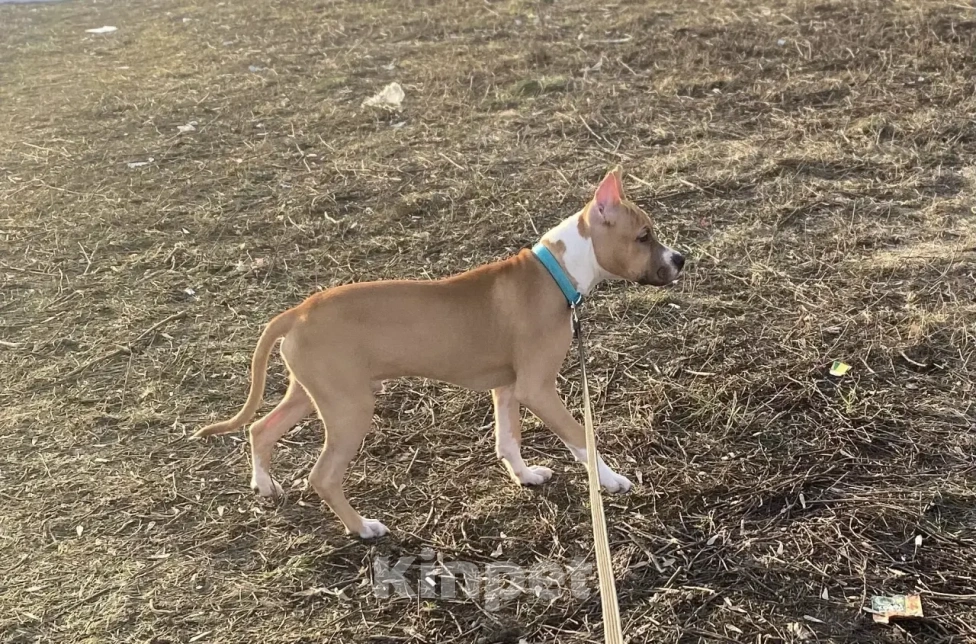 Собаки в Ореховом-Зуево: Продам щенка Стаффа Мальчик, 20 000 руб. - фото 3