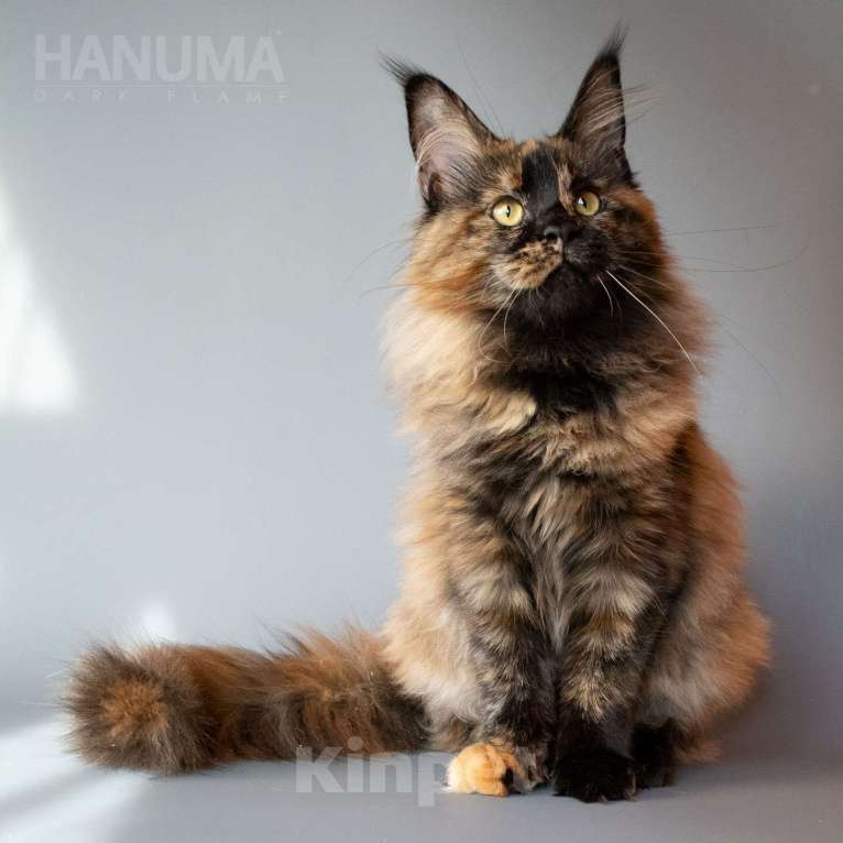 Кошки в других городах Воронежской области: Hanuma Dark Flame Девочка, Бесплатно - фото 6