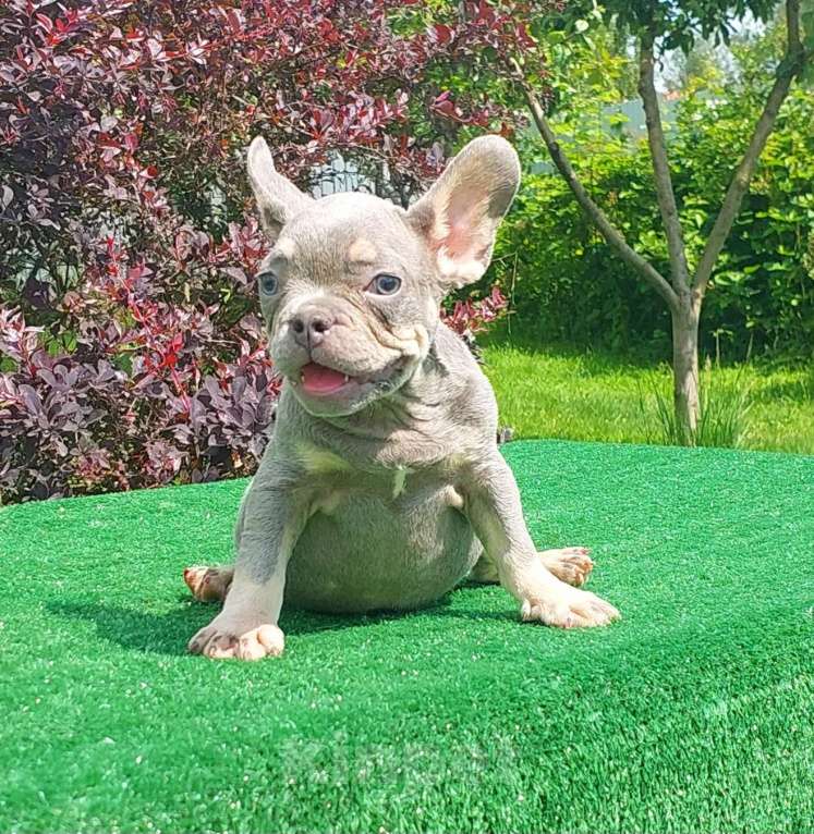 Собаки в Туле: Мальчик французского бульдога  Мальчик, 60 000 руб. - фото 2