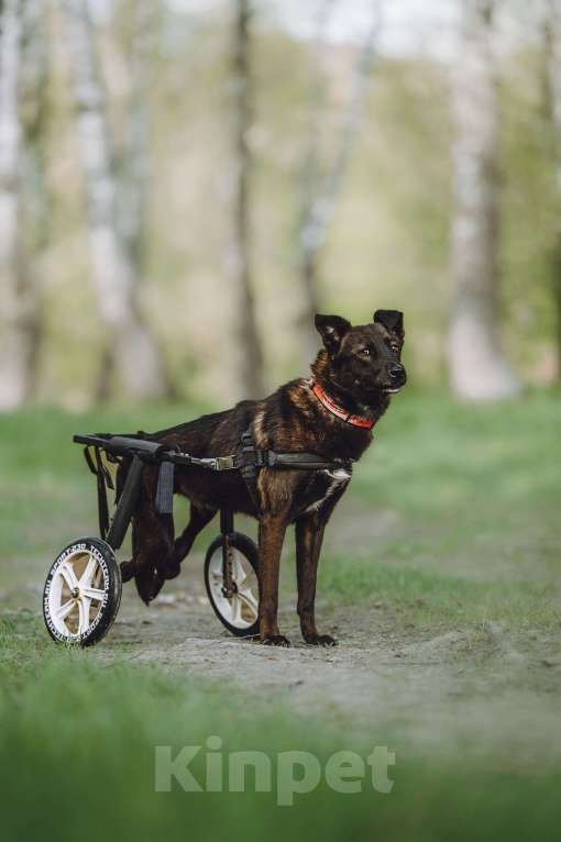 Собаки в Москве: Маленькая собачка-спинальник Кения в самые добрые руки Девочка, 1 руб. - фото 5