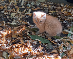 Кошки в Ставрополе: Котёнок в добрые руки Мальчик, Бесплатно - фото 2