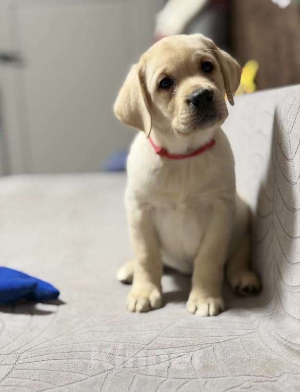 Собаки в других городах Московской области: Палевый щенок лабрадора Девочка, 80 000 руб. - фото 6