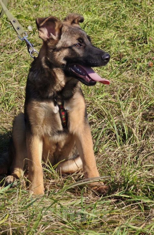 Собаки в Москве: Щенок Лео ищет дом Мальчик, Бесплатно - фото 1