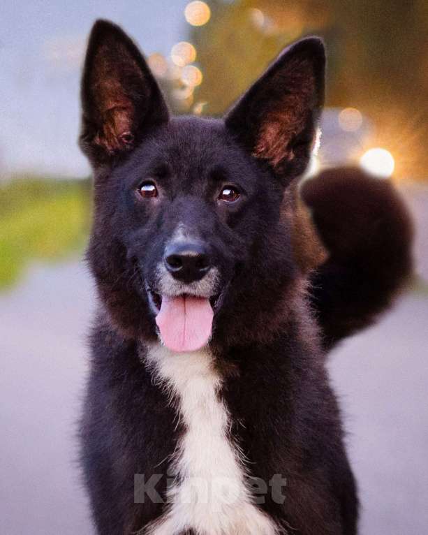 Собаки в Москве: Пуфик в поисках дома! Мальчик, Бесплатно - фото 3