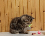 Кошки в Воронеже: Экзотический короткошёрстный котёнок Девочка, 20 000 руб. - фото 2