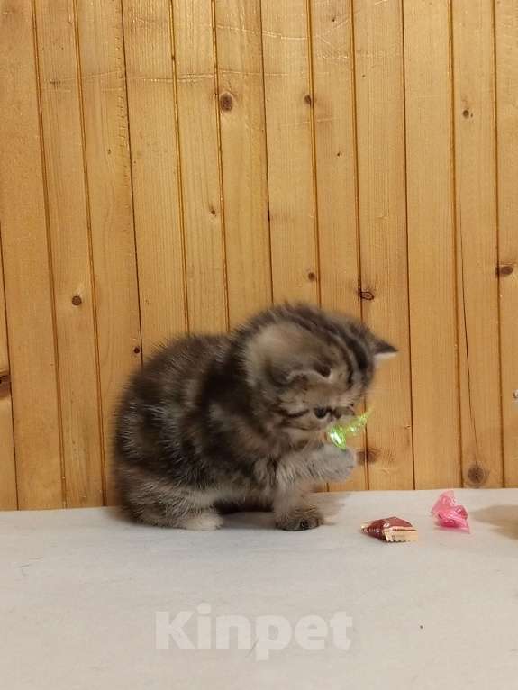 Кошки в Воронеже: Экзотический короткошёрстный котёнок Девочка, 20 000 руб. - фото 2