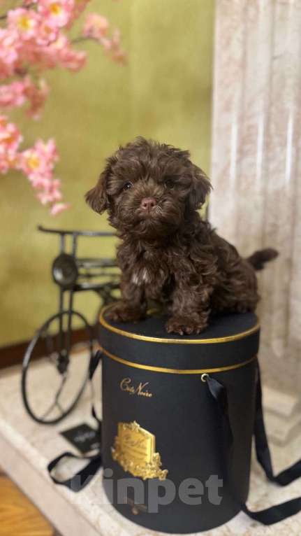 Собаки в Пятигорске: Мальтипу щенок 4 месяца  Девочка, 150 000 руб. - фото 1