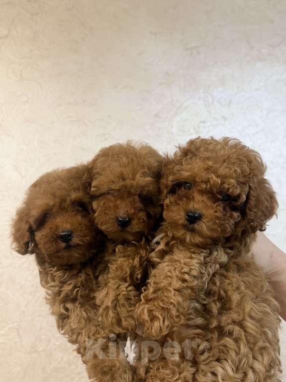 Собаки в Коломне: Щенки той- пуделя РКФ Мальчик, 80 000 руб. - фото 5