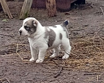 Собаки в Печоре: Щенок САО Мальчик, 40 000 руб. - фото 1
