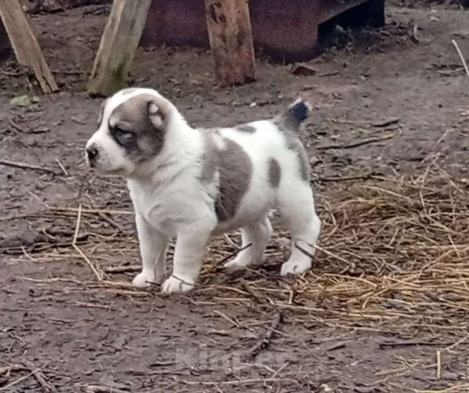 Собаки в Печоре: Щенок САО Мальчик, 40 000 руб. - фото 1